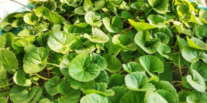 সেন্টেলা এশিয়াটিকা